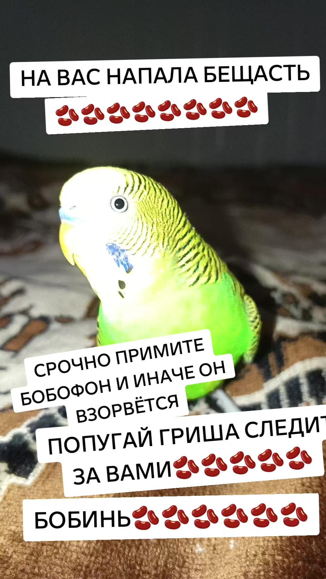 @зафф