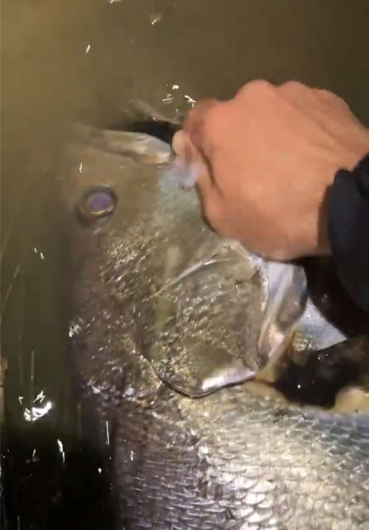 @Abz | Finesse Angler