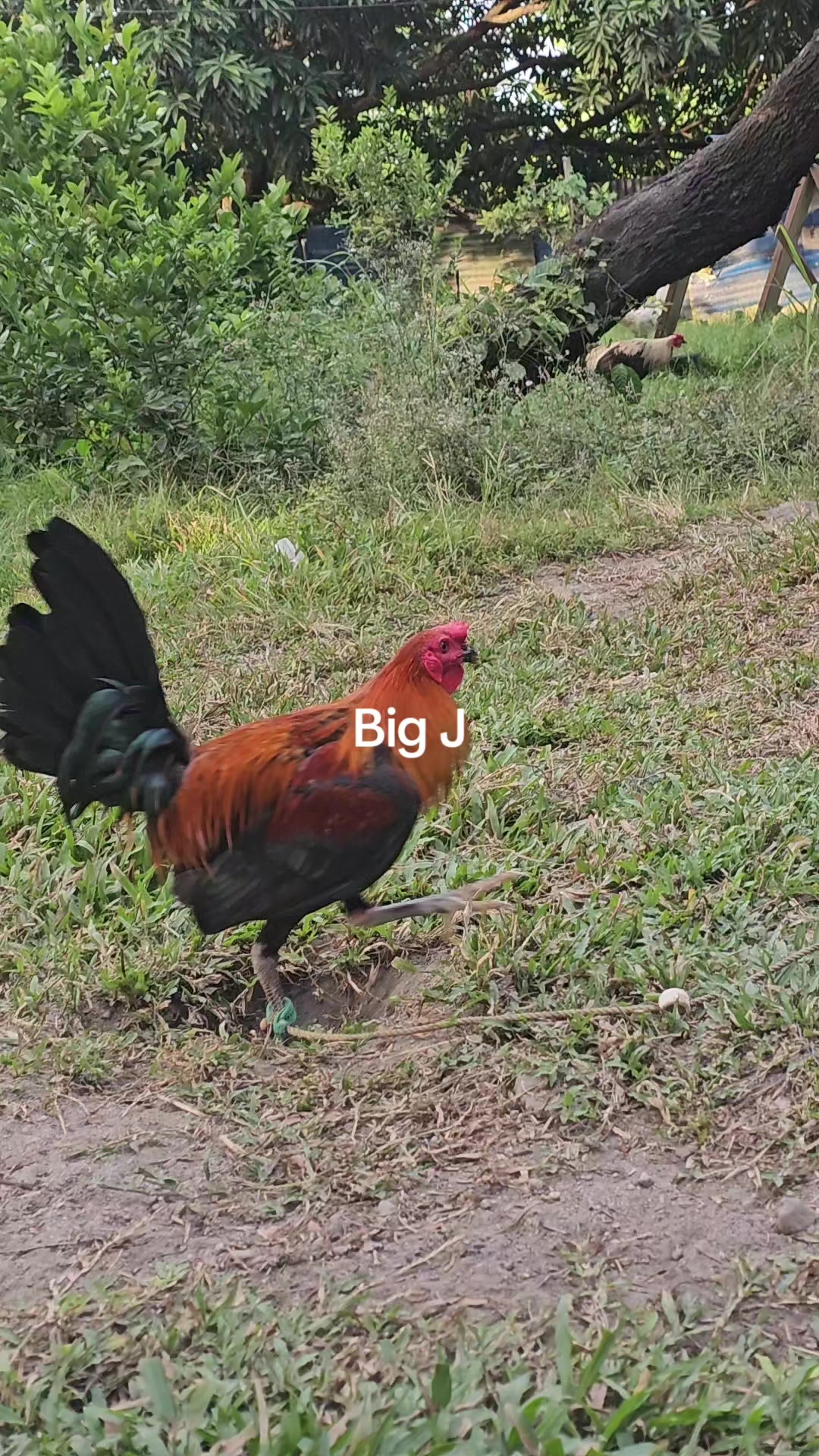 @Big J Gamefarm