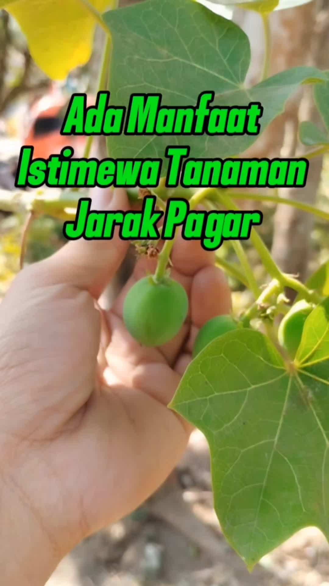 @Bukit Farming