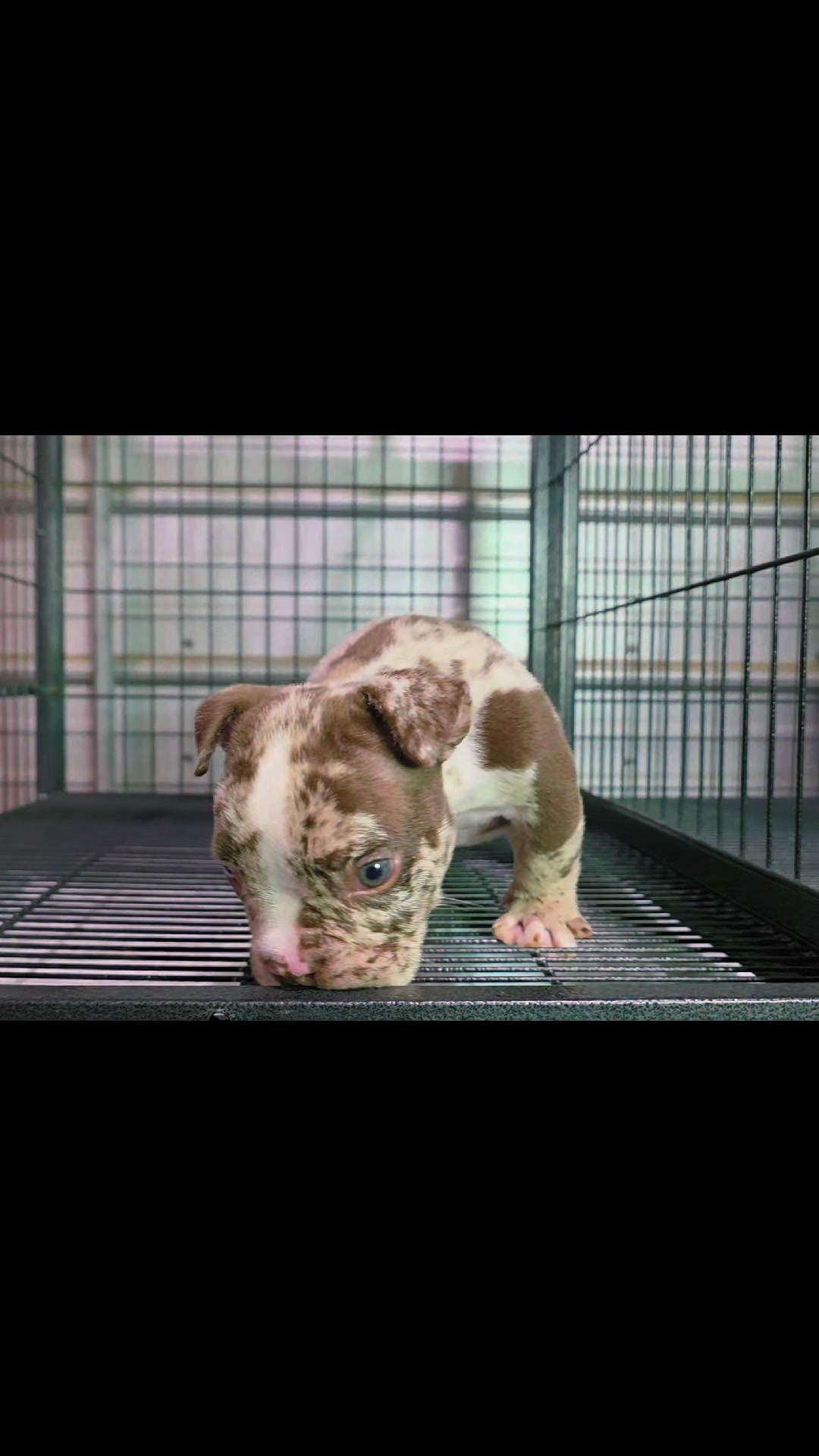 @baglife_kennels