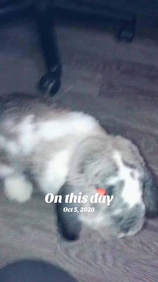 @Mrdivaandgizmoandfriends