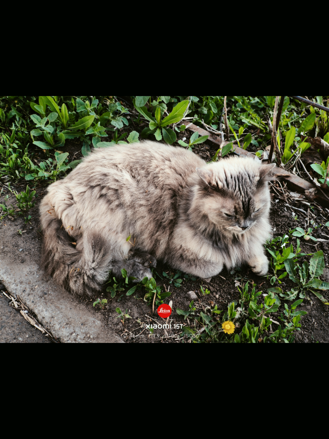 @ЛЕРЫЧ | Xiaomi 15T hype