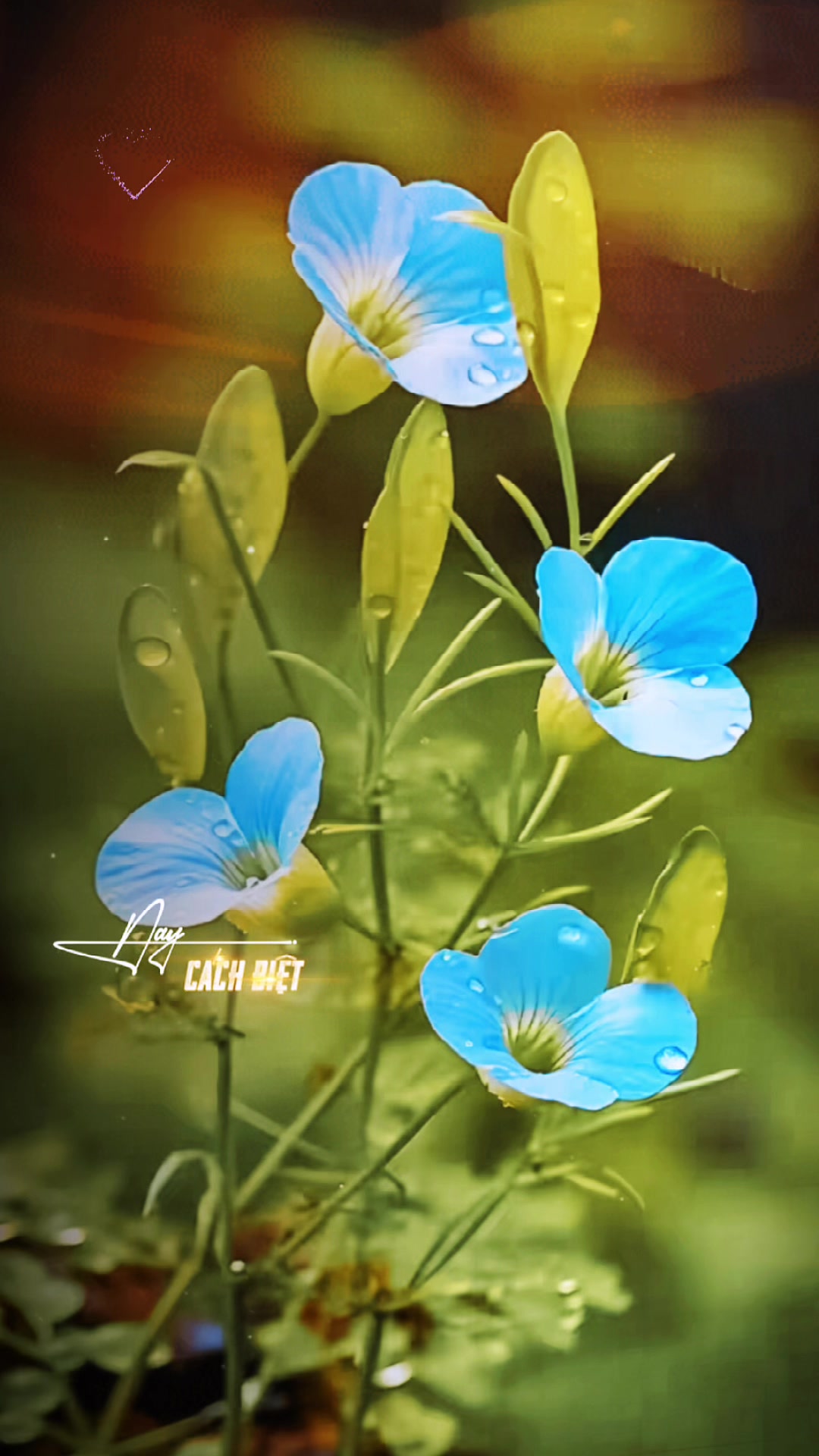 @𝑻𝒂̂𝒏 𝑻𝒉𝒊