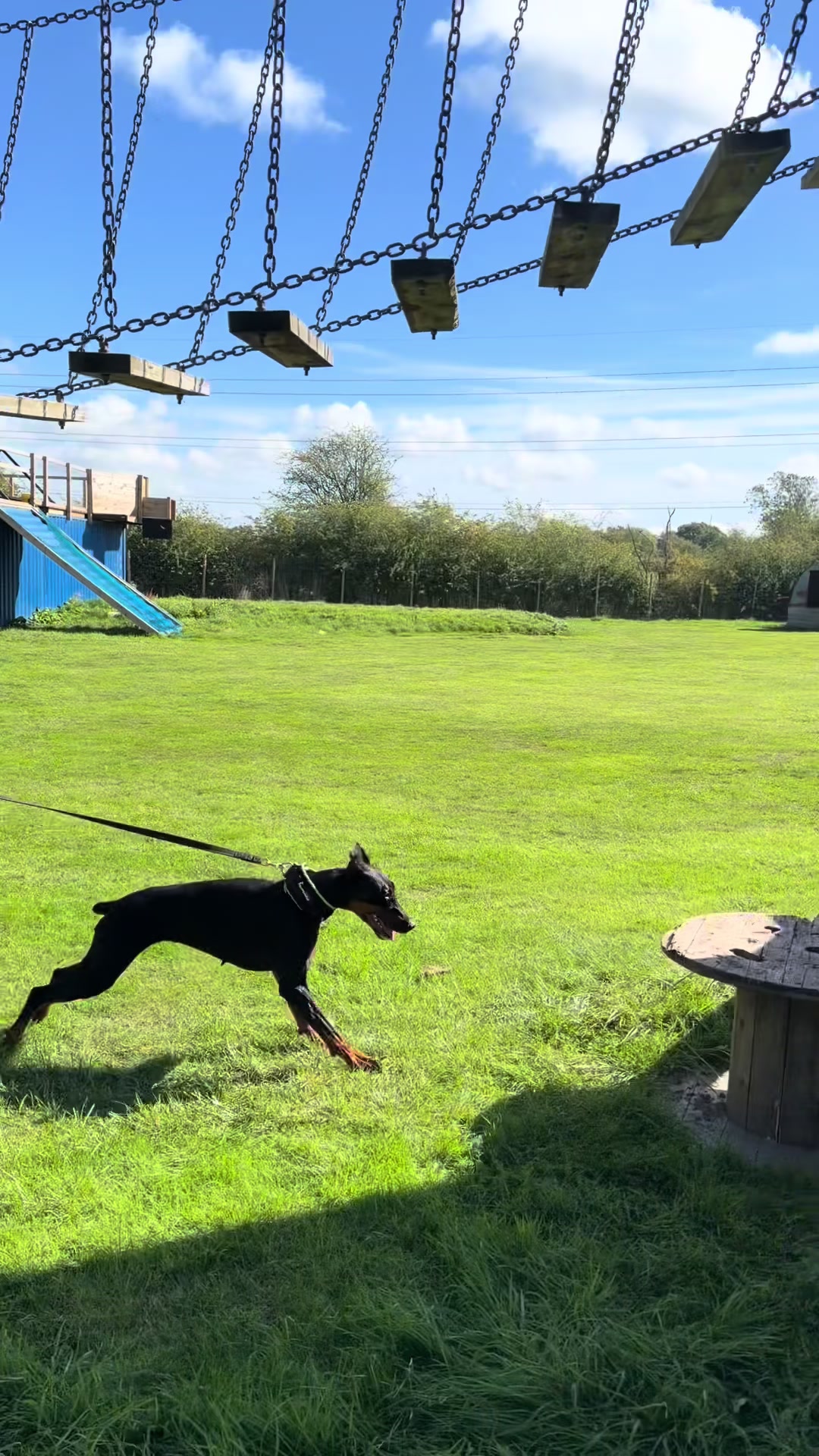 @protectiondobermanns