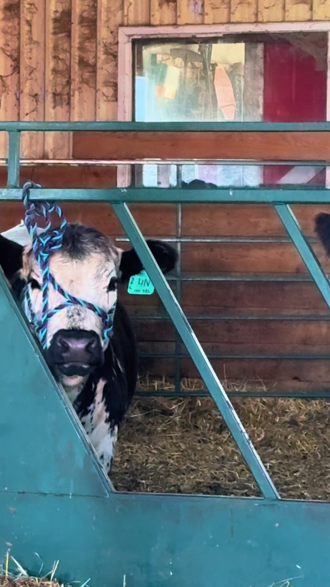@Speckle Park Cattle 🇨🇦