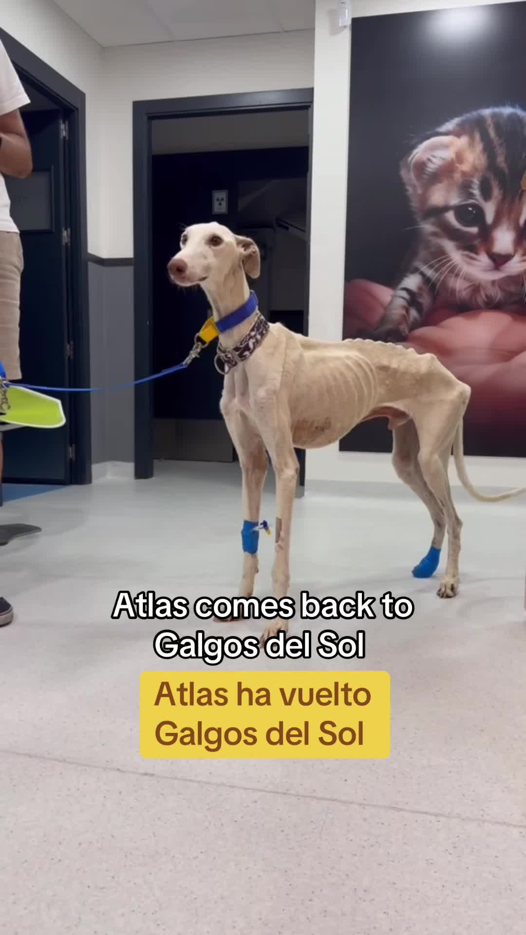 @Galgos del Sol