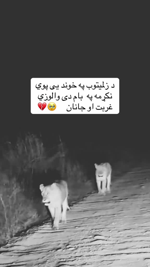 @𓆩•جّنگّــᬼــجّو٘•𓆪