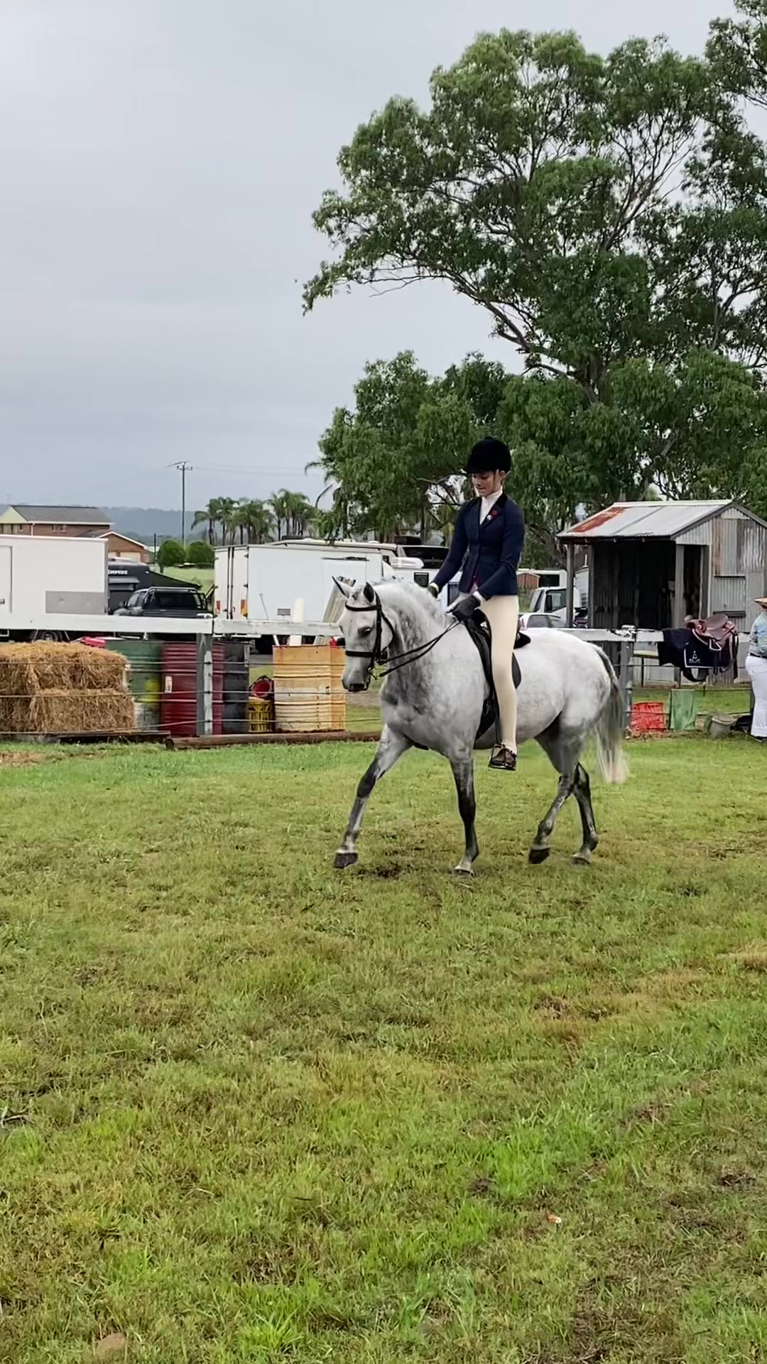 @AR show horses