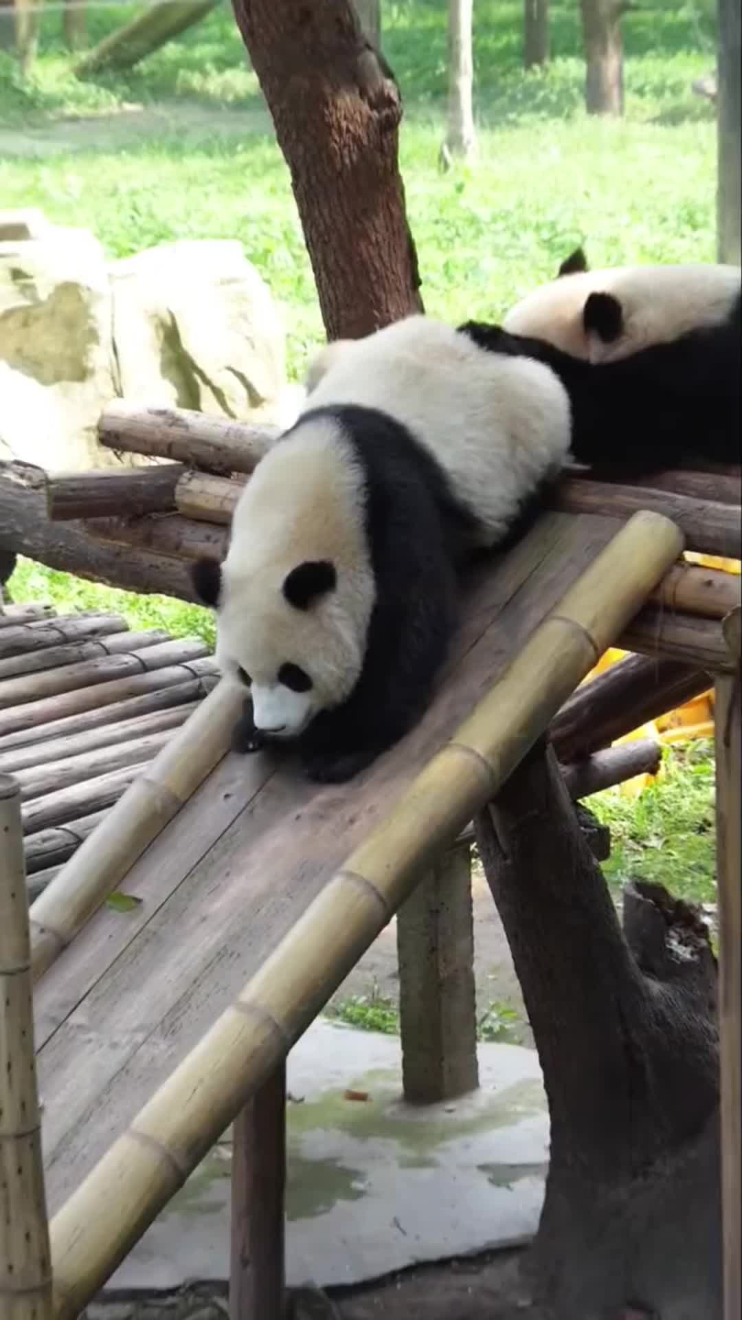 @lovepandas05