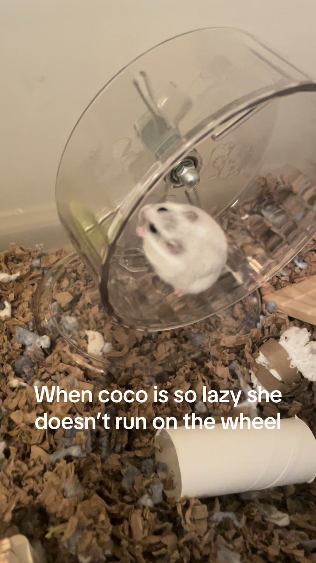 @MoChi&CoCo