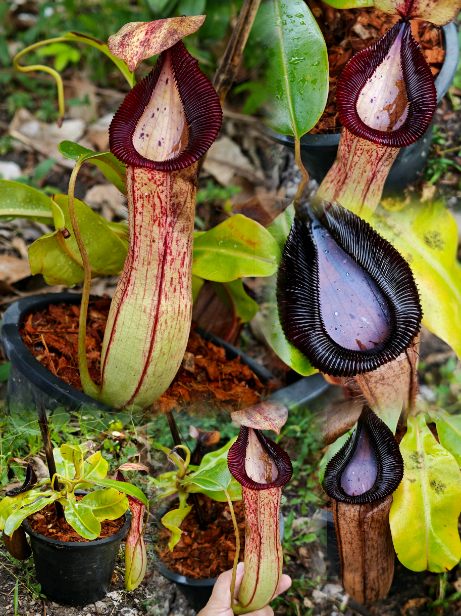 @GSp.Rayong Nepenthes