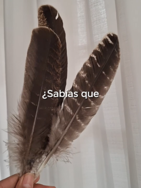 @Sentidos de la Vida