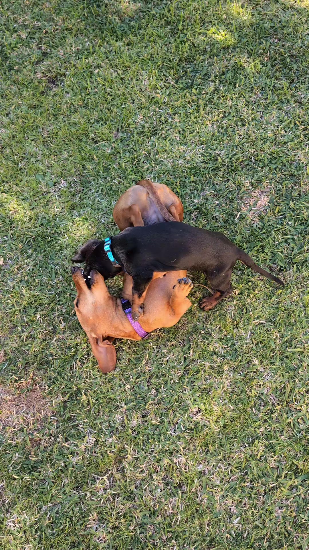 @The Dachshund Diaries 🐾