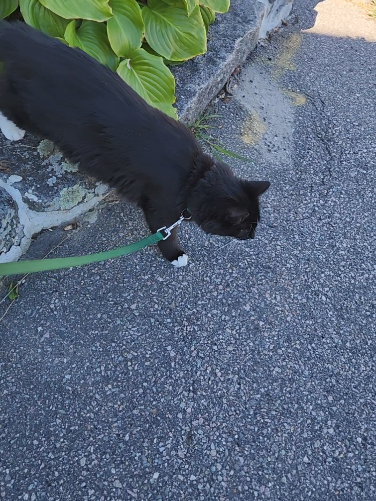 @foodandcats
