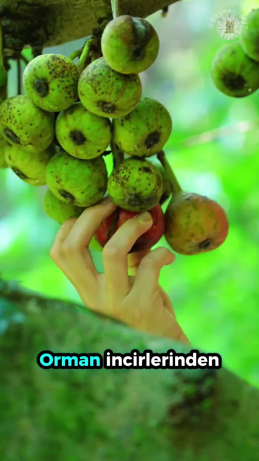 @beynegrafya