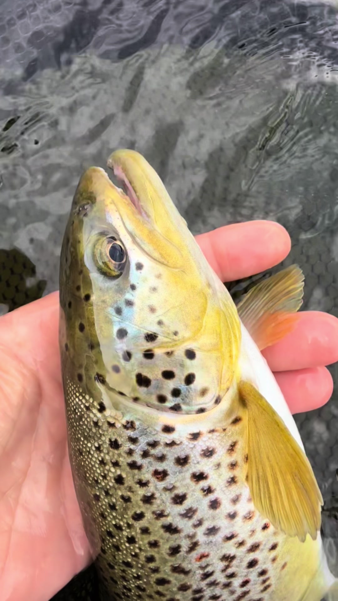 @robertmajewski.fishing