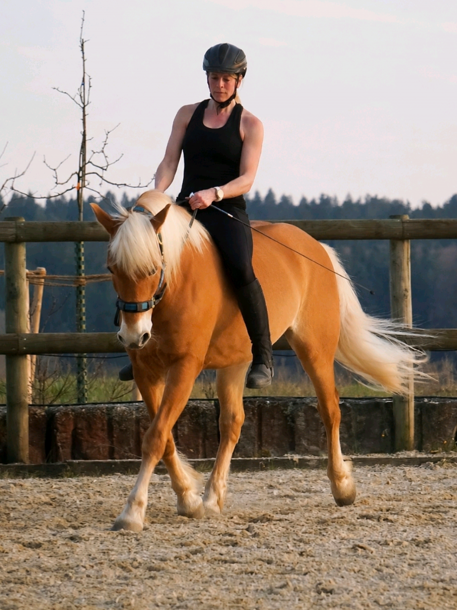 @Dreamhorse_Edelbluthaflinger