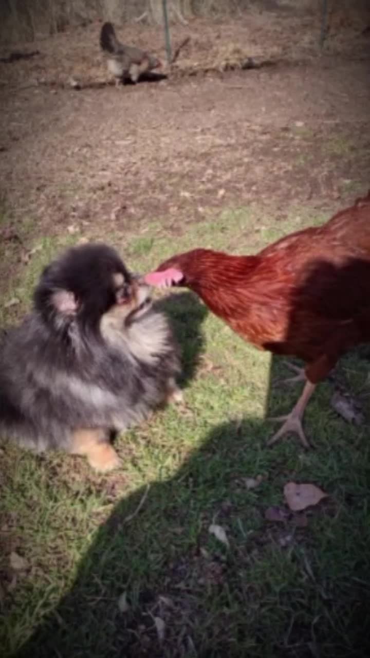 @JennJustCluckinAround