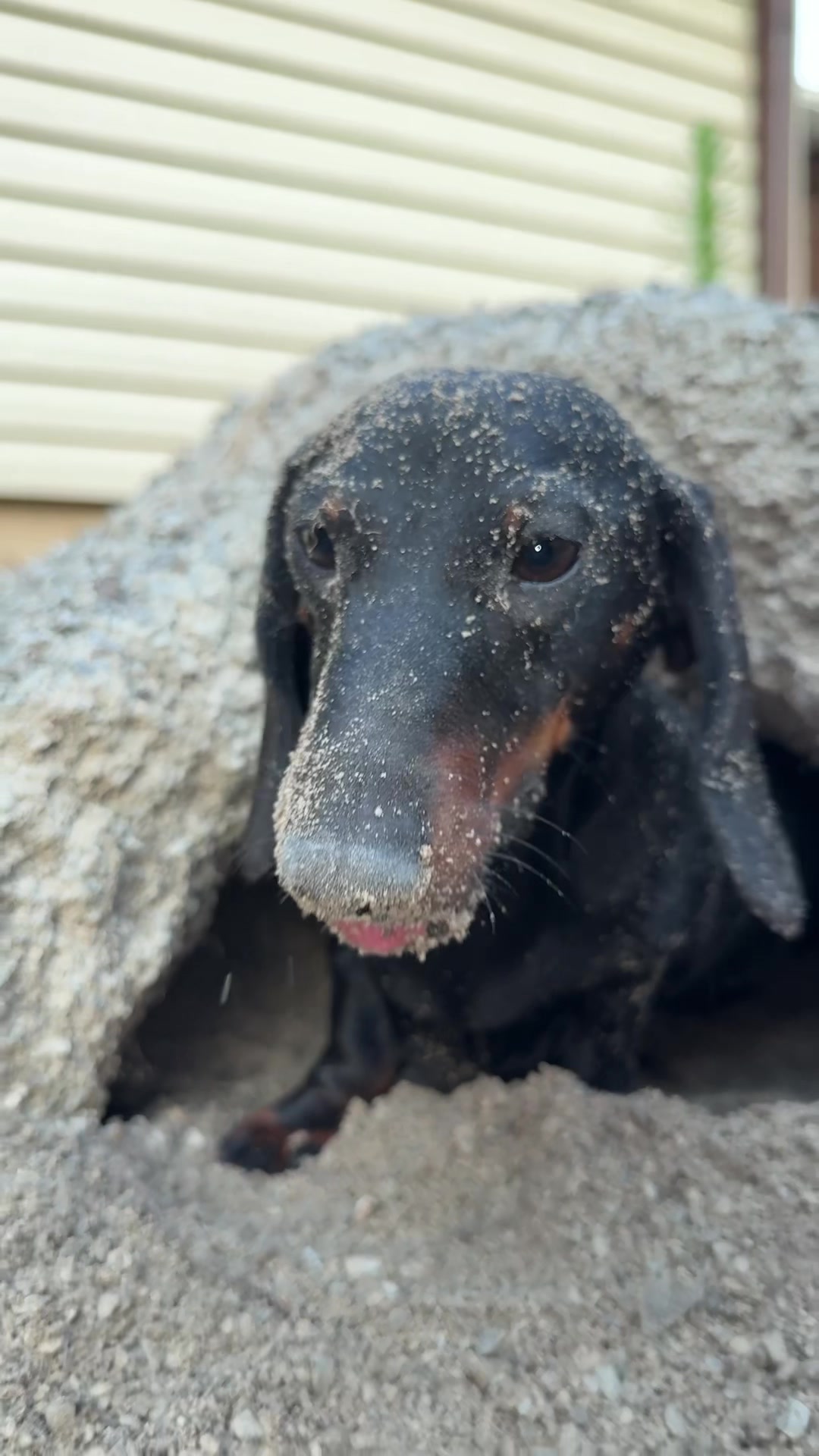 @olive the mini dachshund