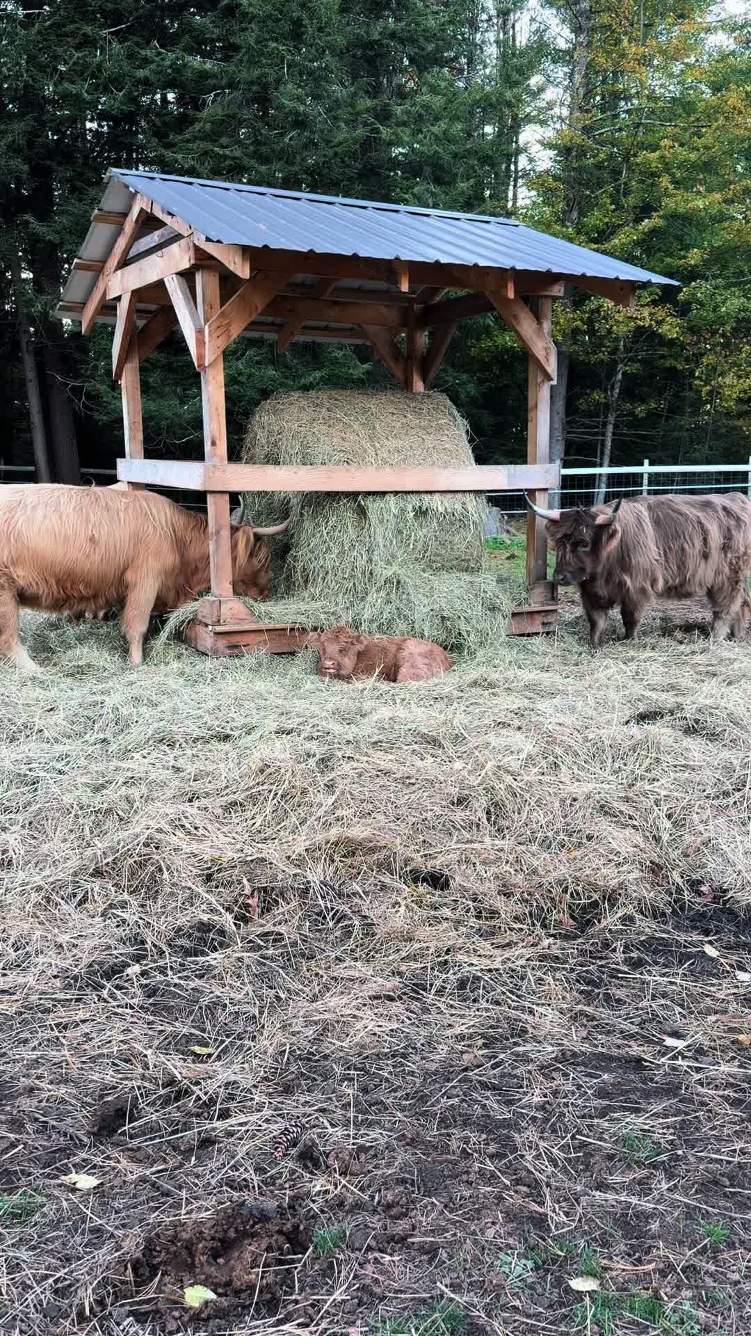 @Unshackled Hearts Ranch