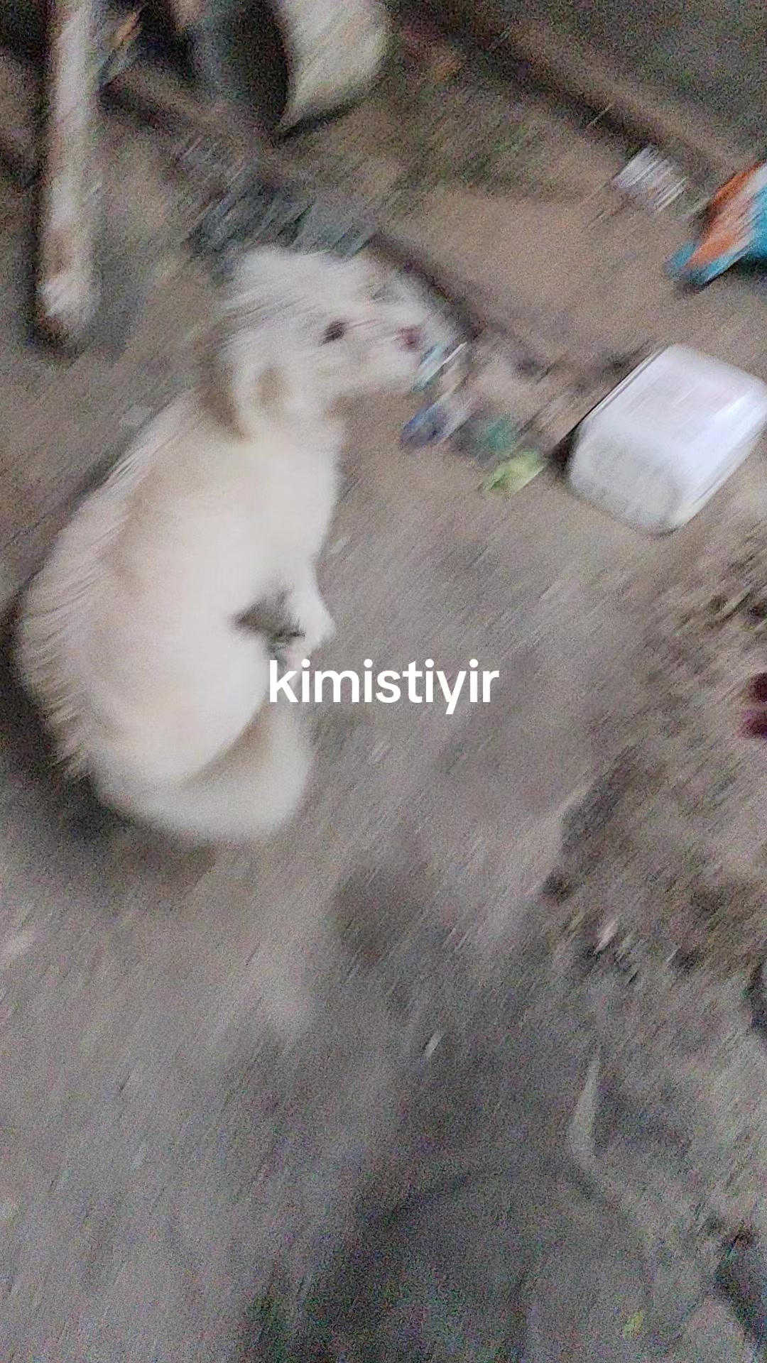 @MAŞTAĞA_QUŞCULUĞ