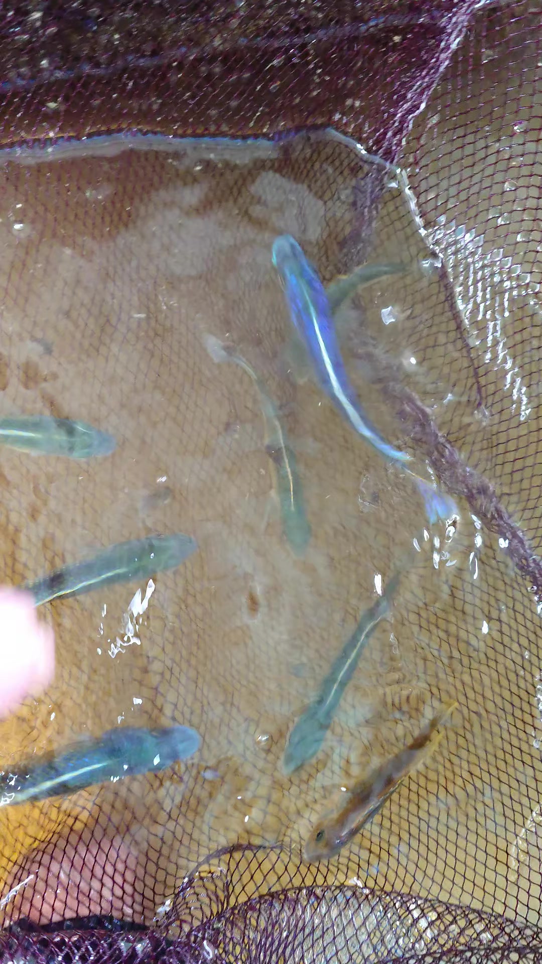 @Long life pet fish co. Ltd