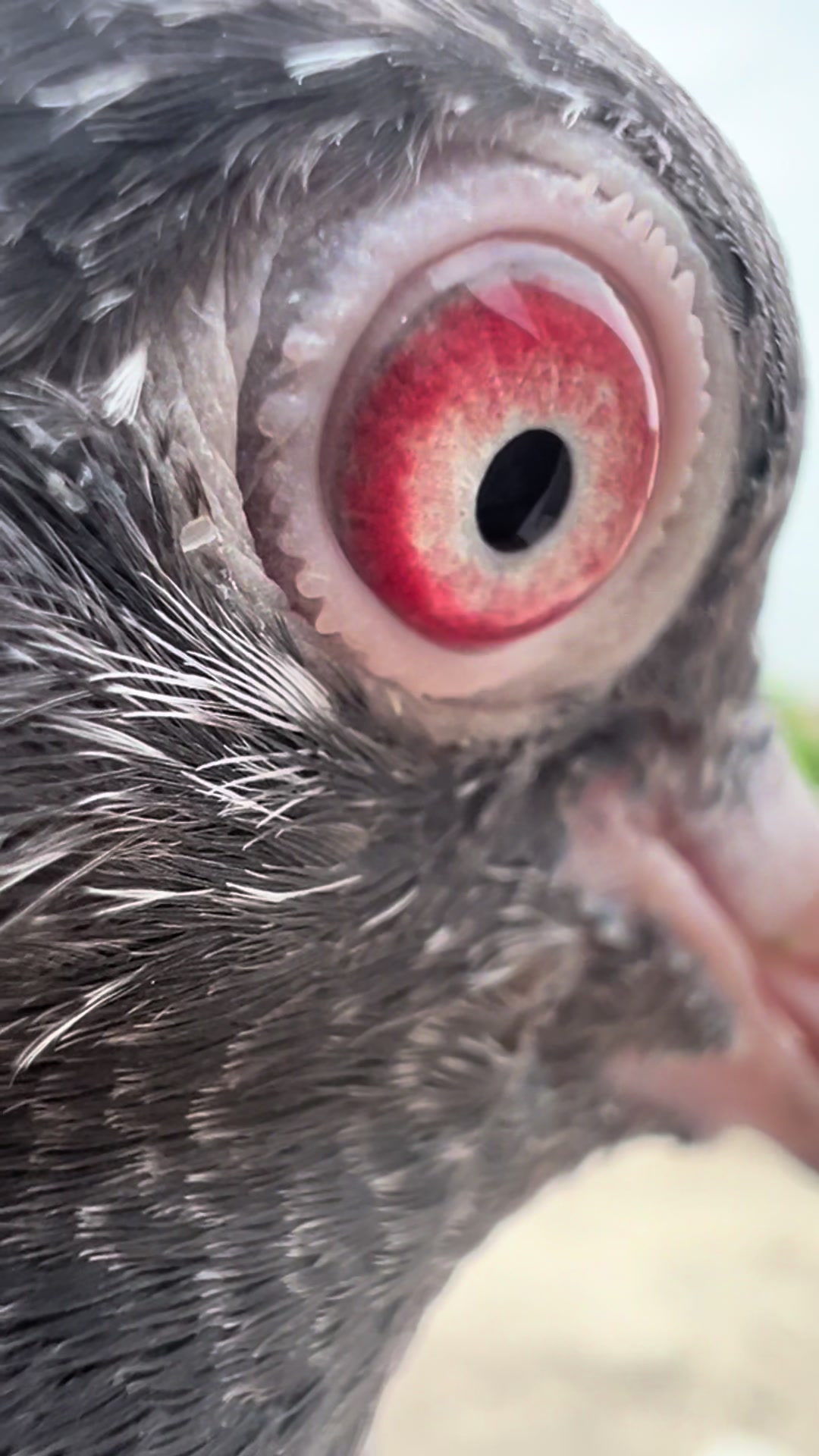 @The Best Pigeons