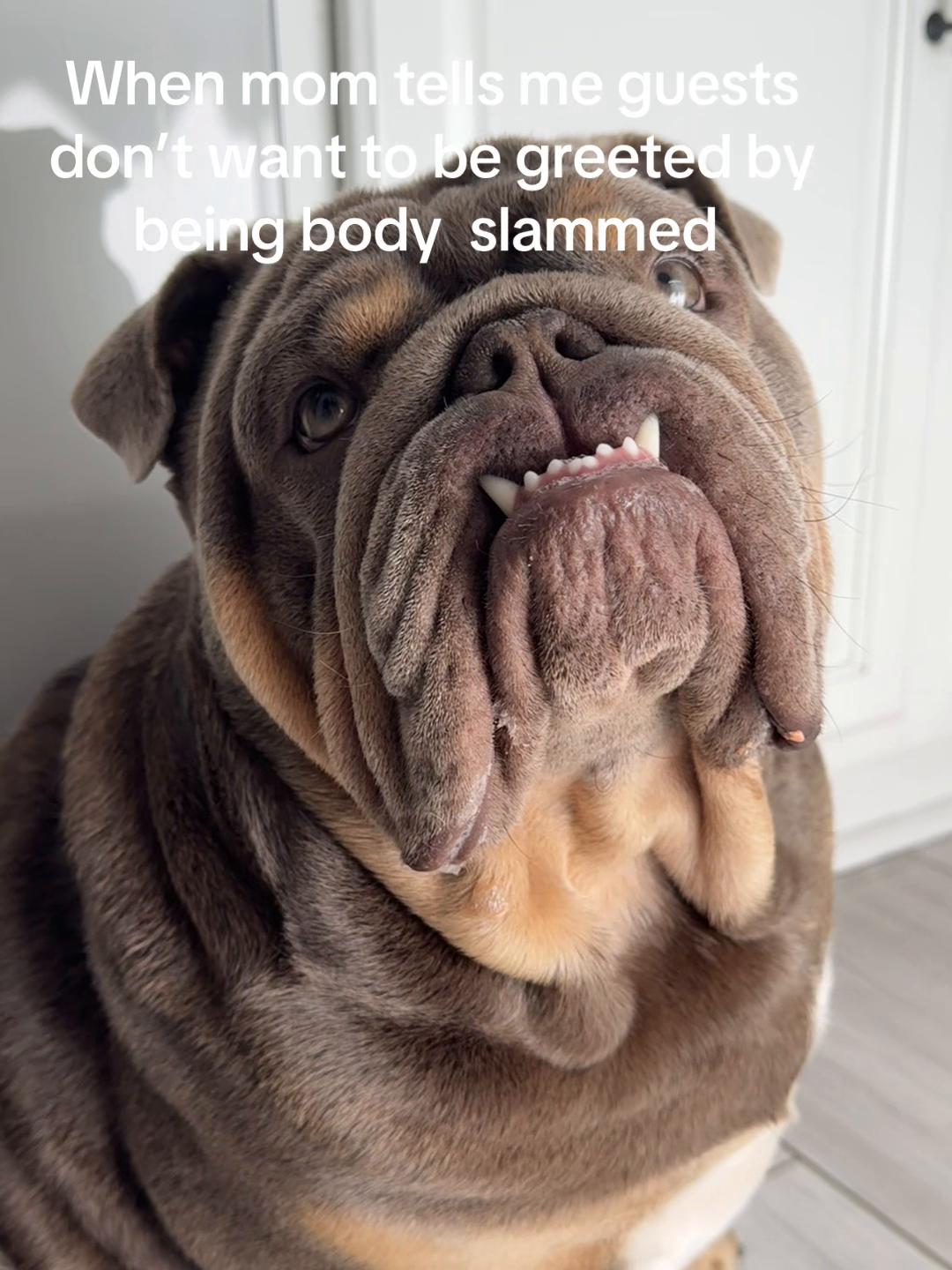 @RawlsTheBulldog