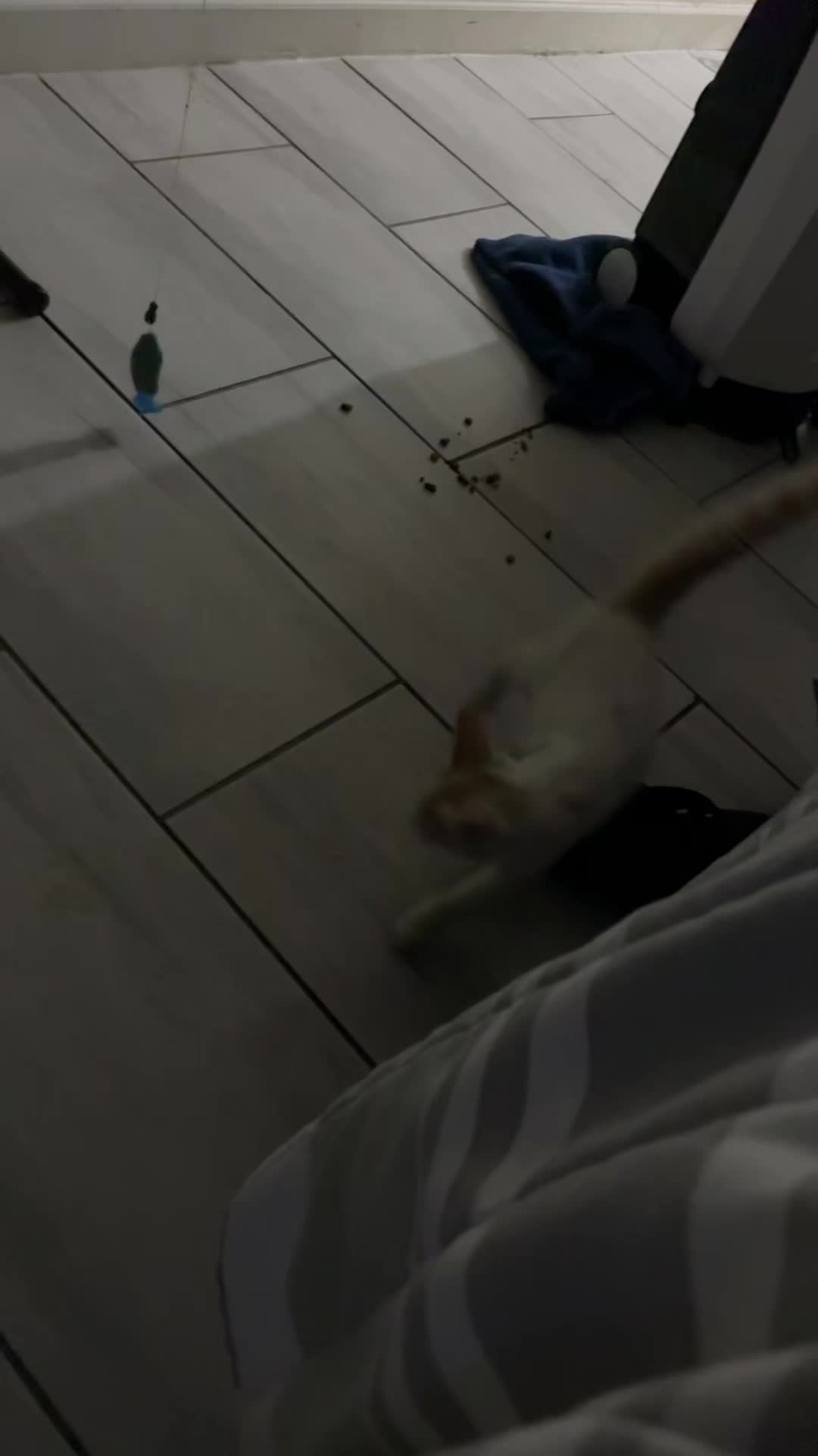 @𝓩𝓮𝓻𝓸🙊🌮