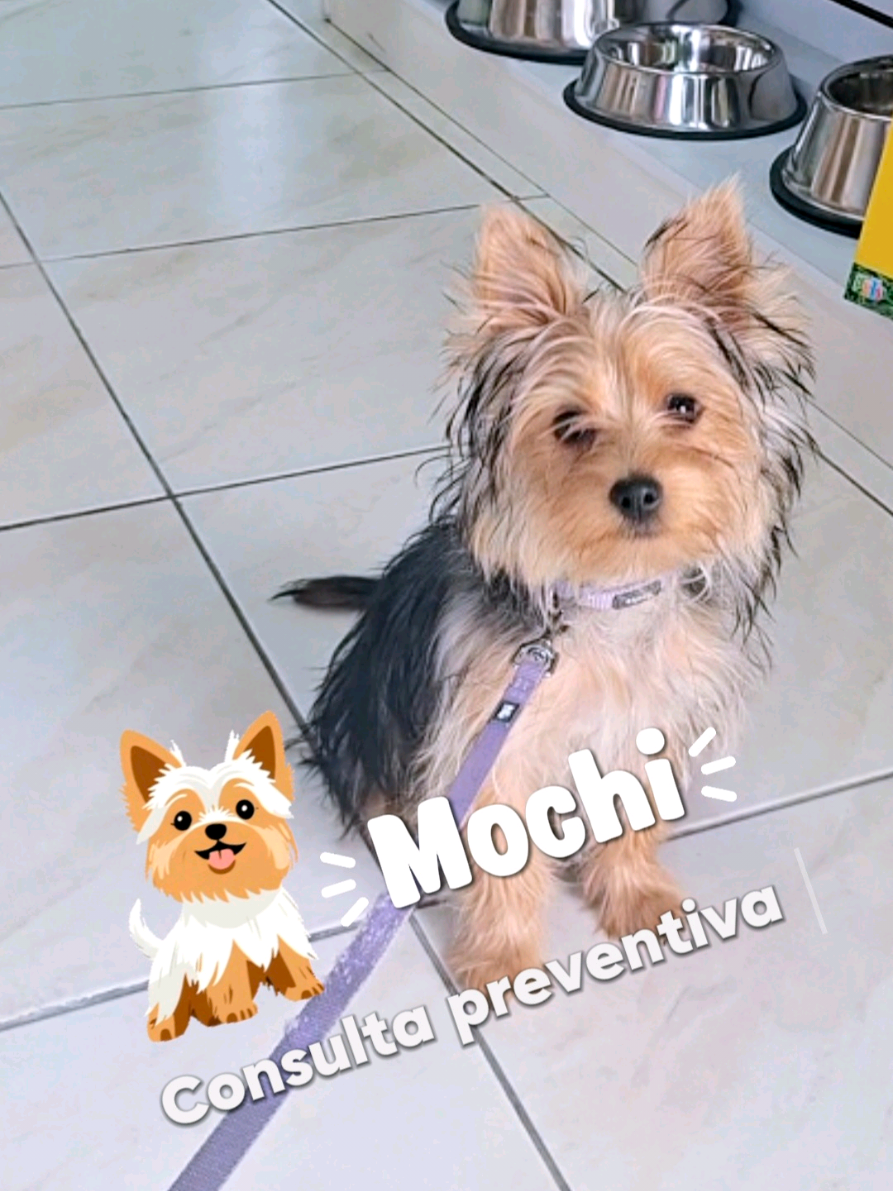 @Perrunos Veterinaria