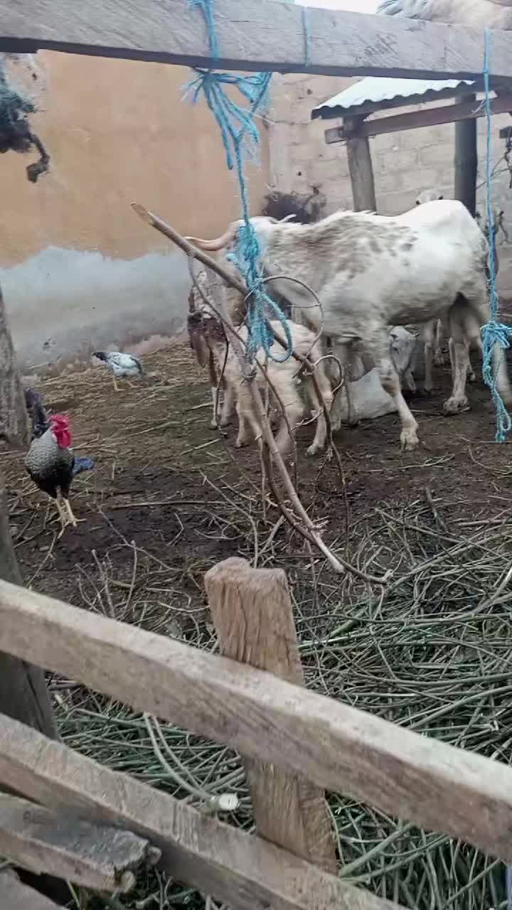@Sangaré Moussa