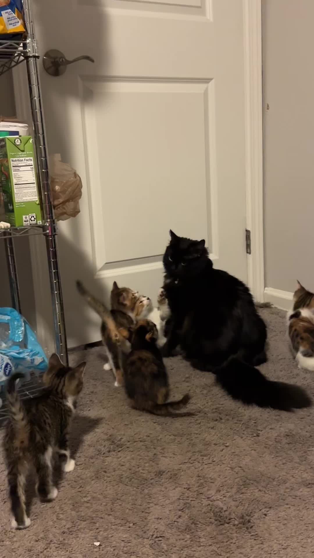 @Chaos and Cats