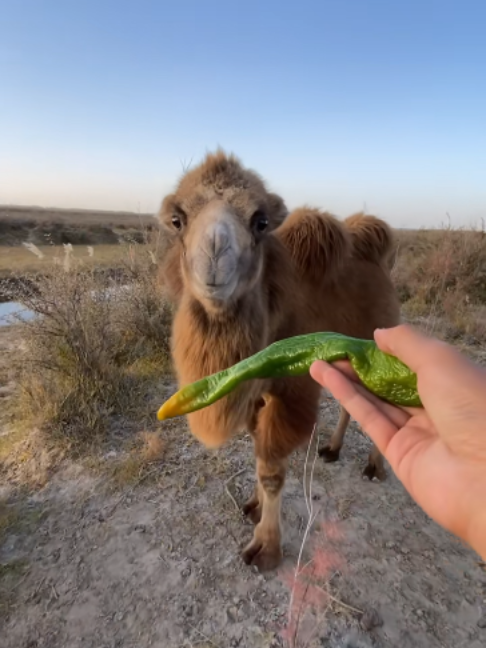 @Gislason Camel