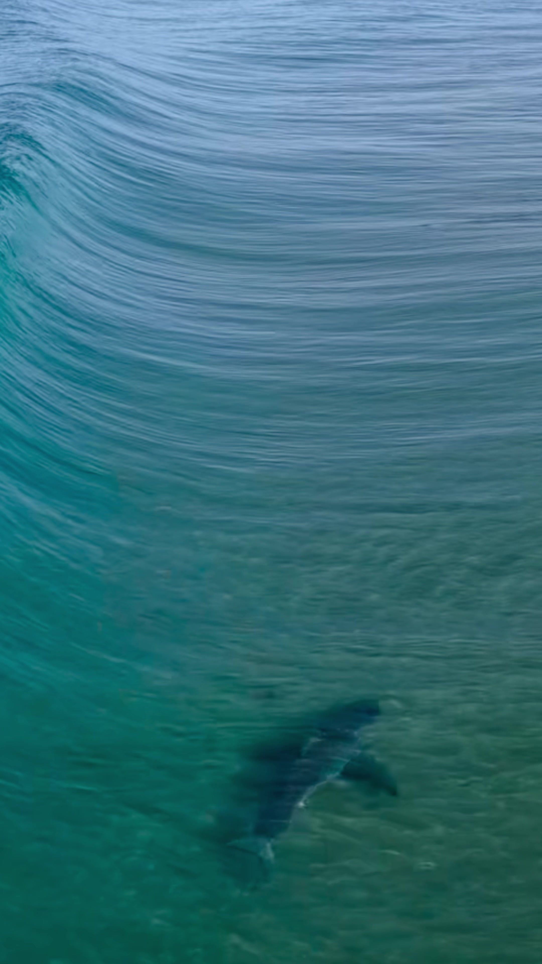 @Dronesharkapp