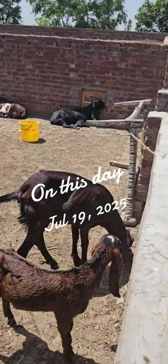 @KHUNDA FARMS