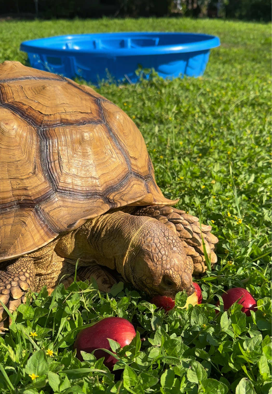 @OtisTheTortoise