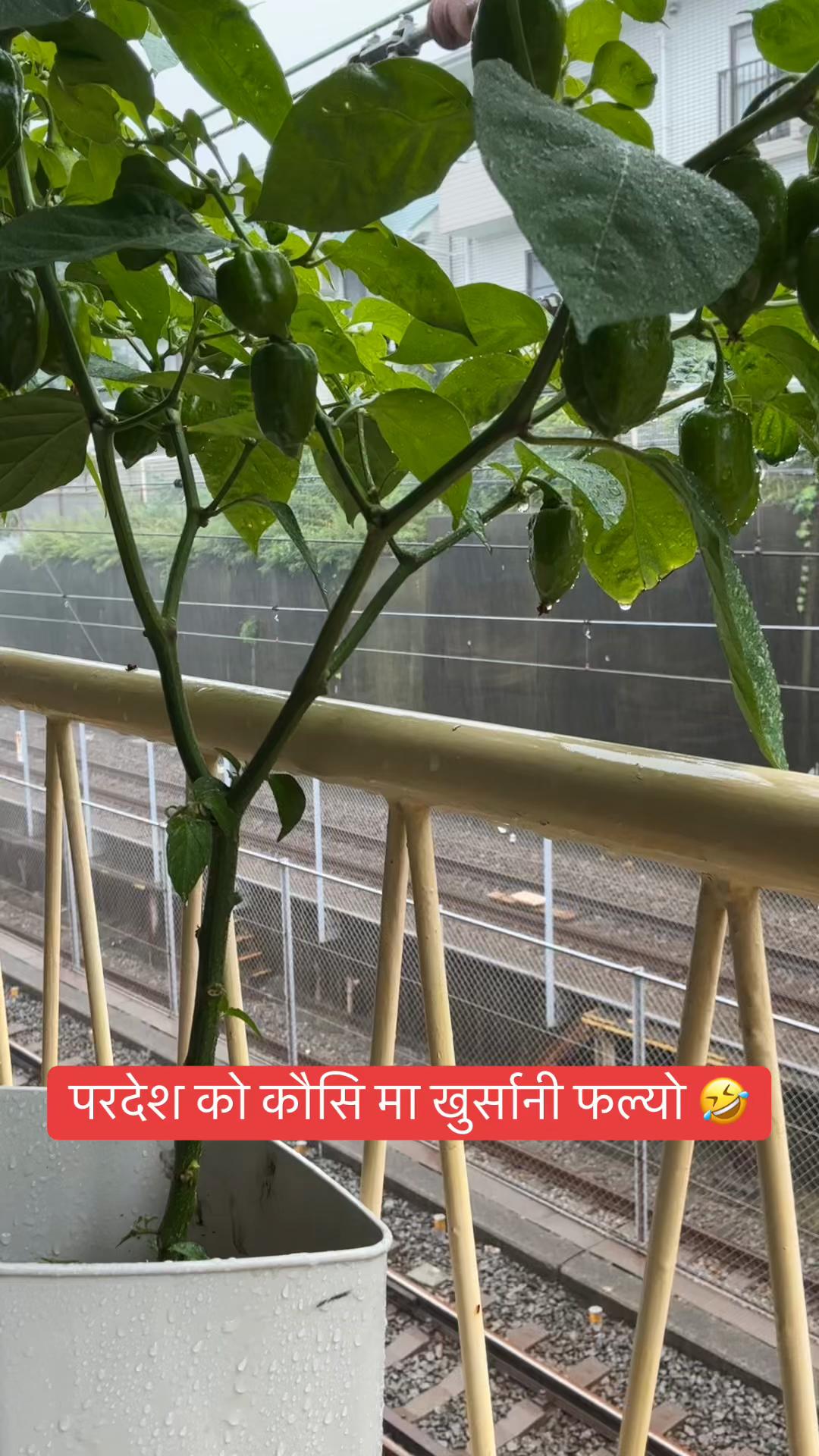 @परदेशी