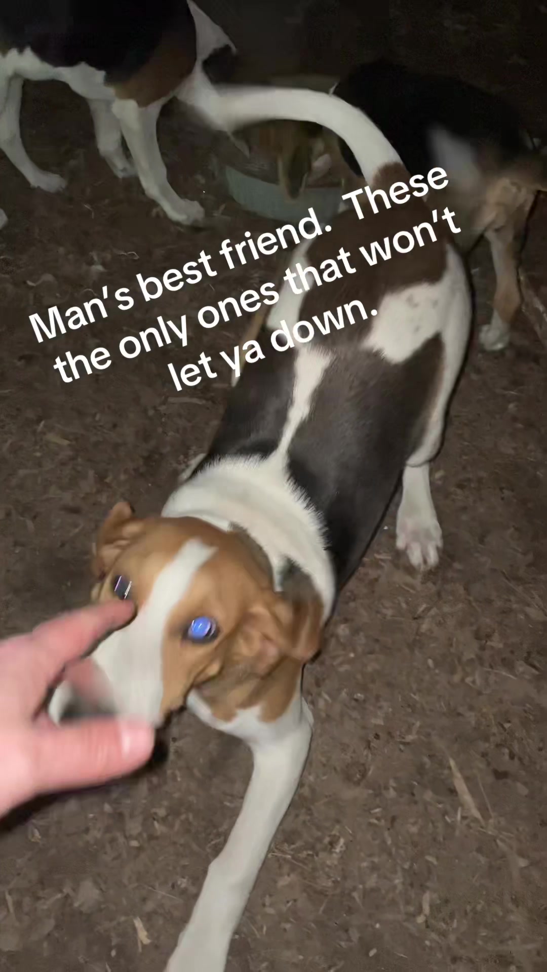 @3DeepKennels