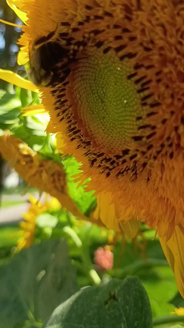 @O.G.