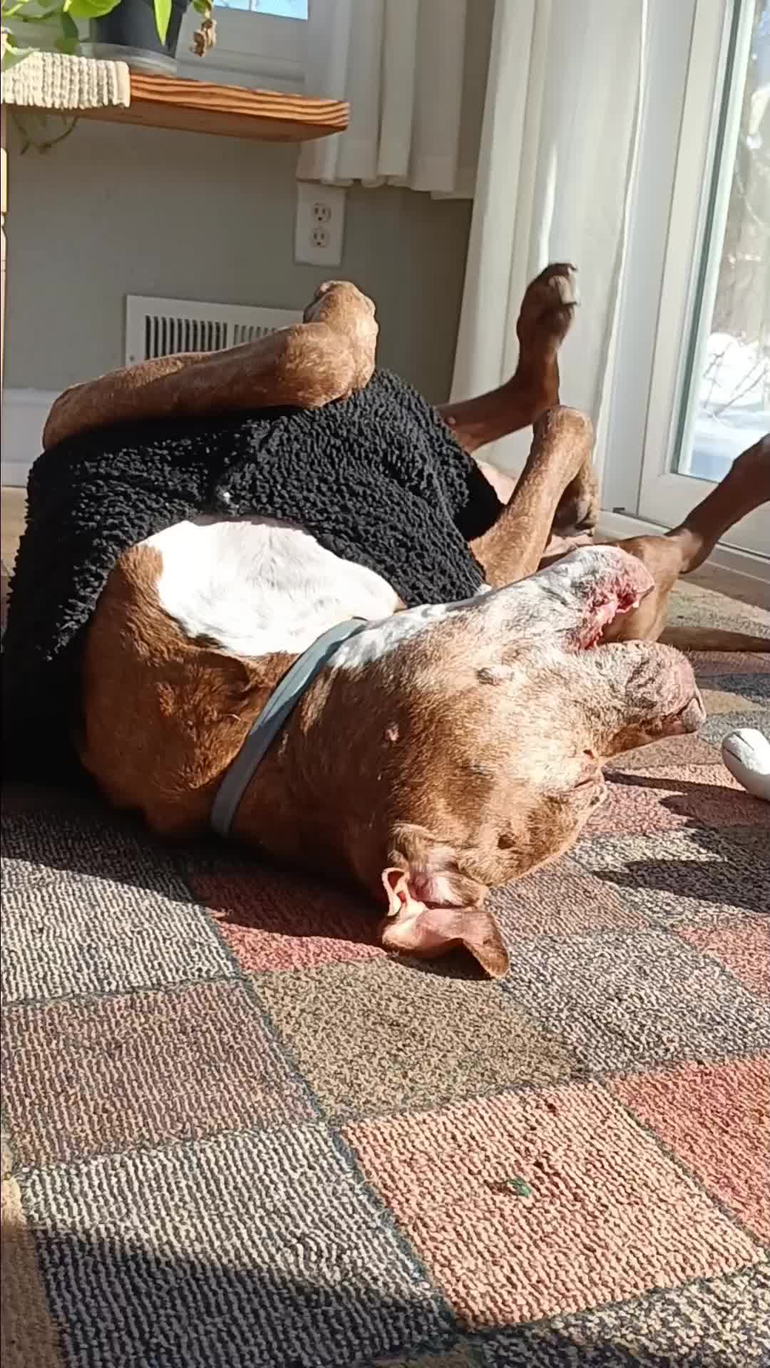@dogdad.of.luka