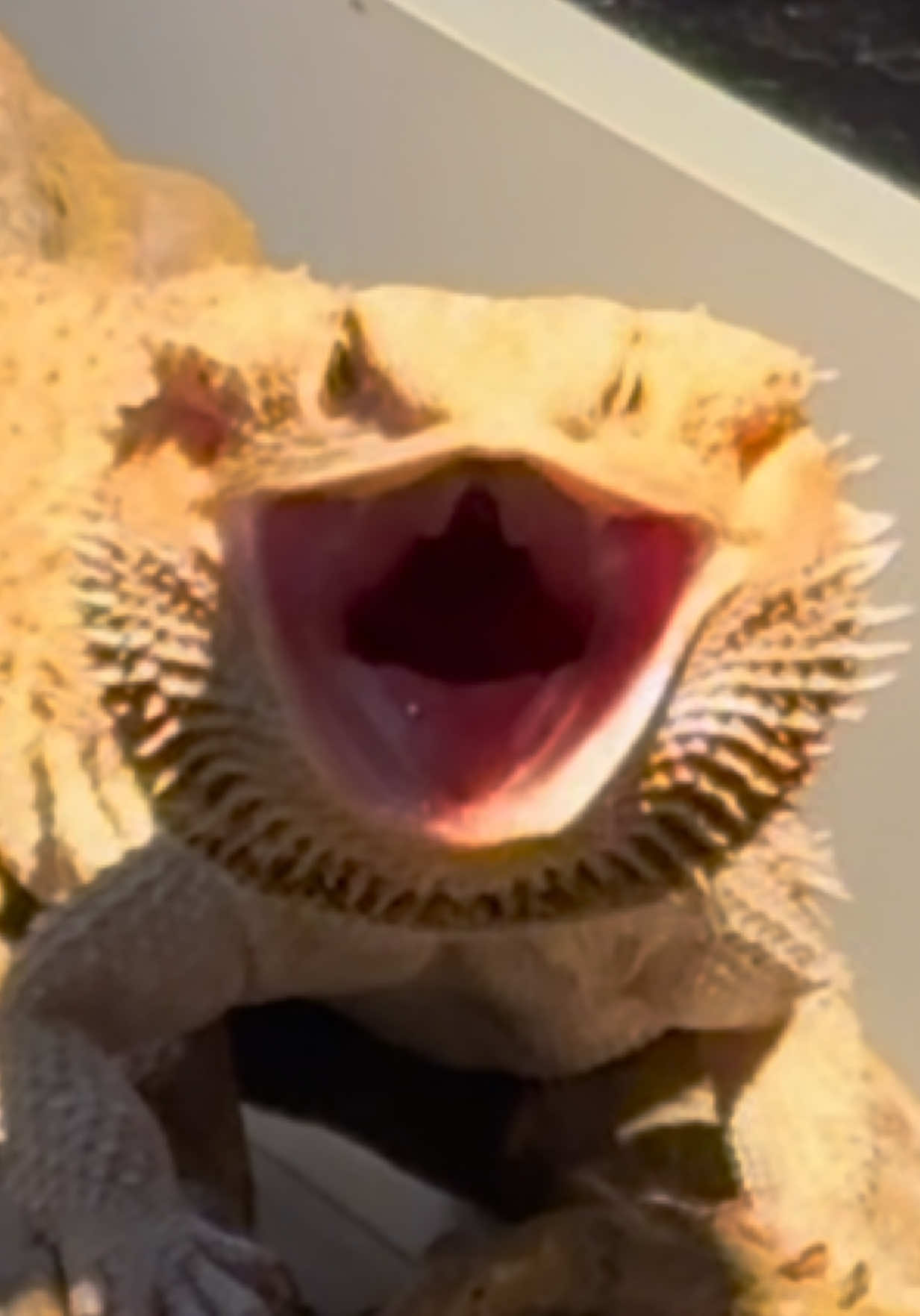 @pekis4ver