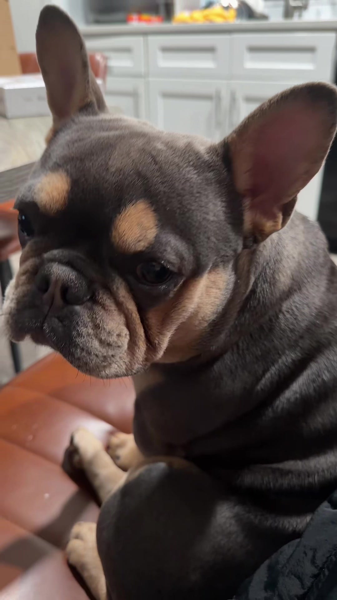 @CANELO & MAYA🐾🧡💜 ALVAREZ