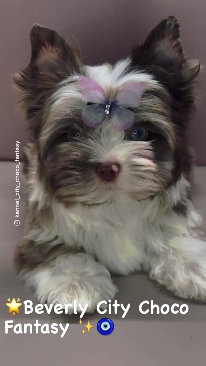 @Yorkie Maltipoo ShihTzu Teddy