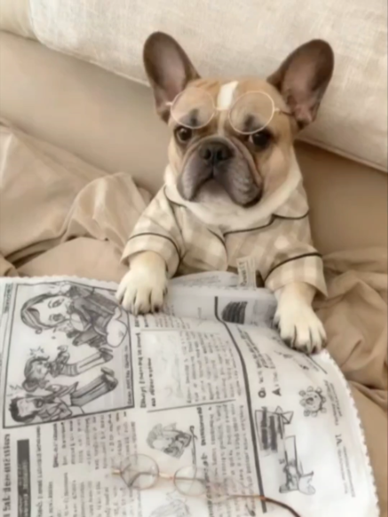 @PawBuddieshome