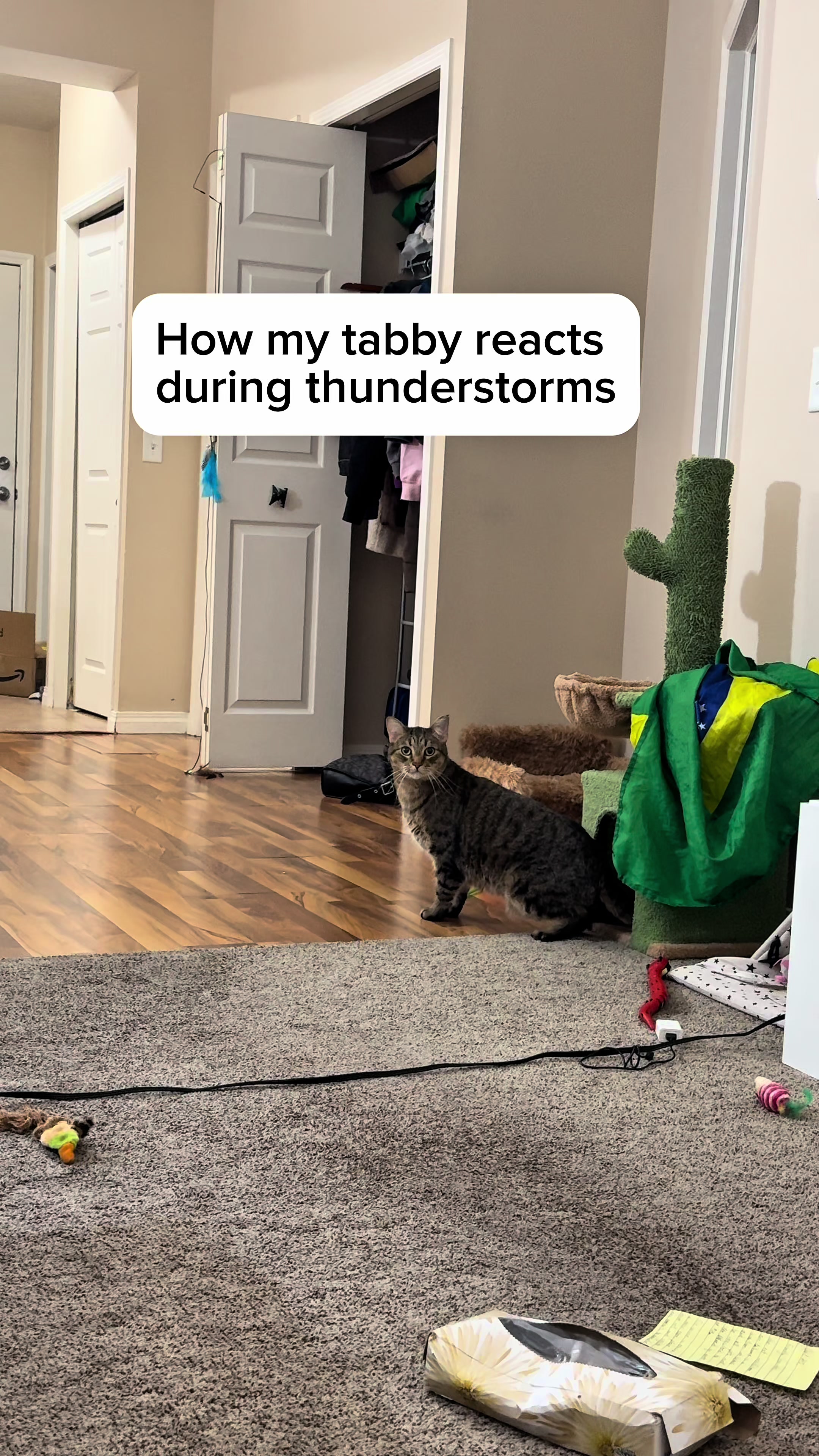 @Three Nawty Cats