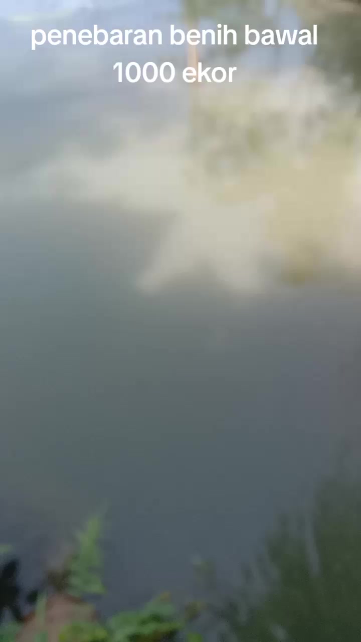 @afdhal koi farm