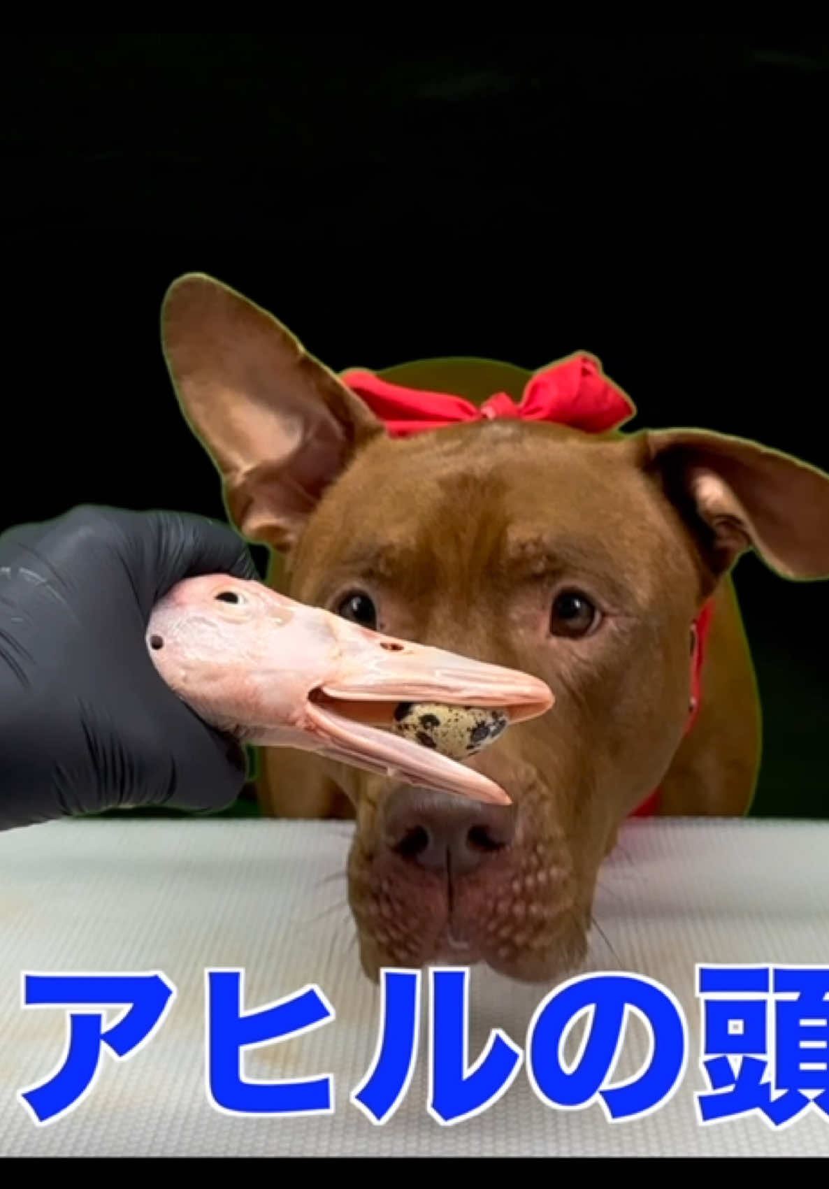 @バウンス チャンネル