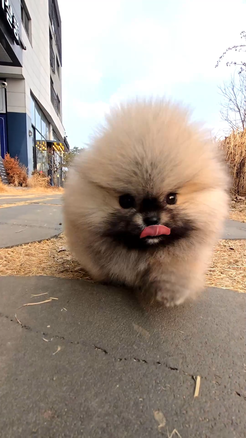 @Dogcastle_TH