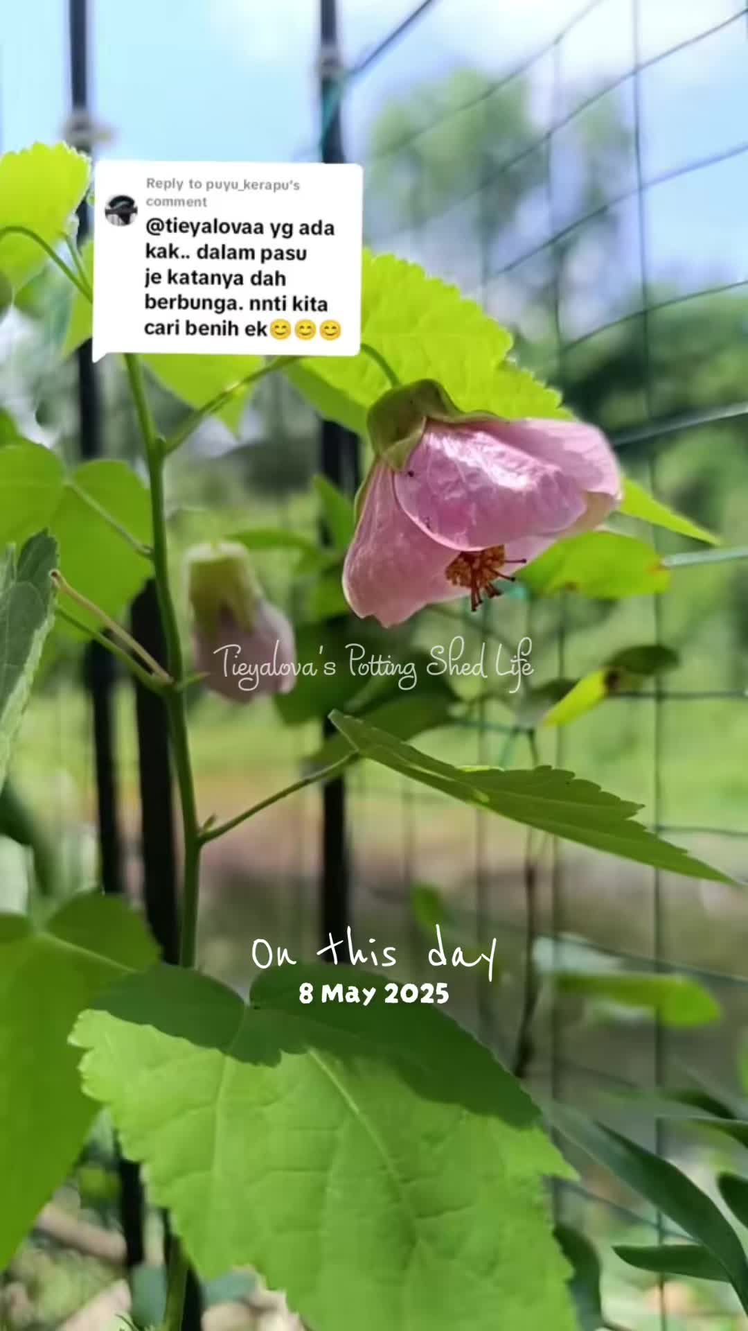 @Tieyalova’s Potting Shed